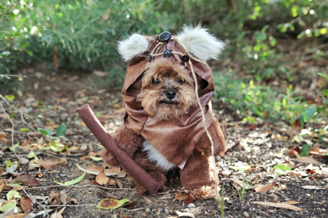 Disfraz Ewok Wars para mascotas | Deja de Pensar